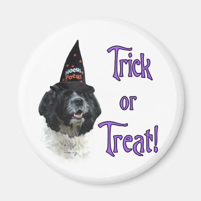 Cocker Spain (parti) Trick Magnet (Framsidan)