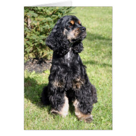 Cocker Spain Photo Hälsningskort