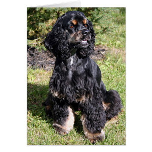 Cocker Spain Photo Hälsningskort