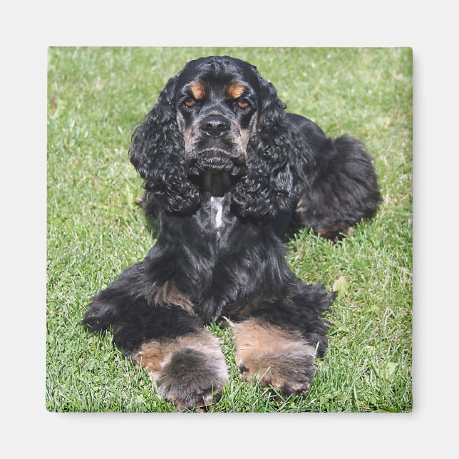 Cocker Spain Photo Magnet (Framsidan)