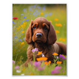 Cocker Spain Photo Print Fototryck