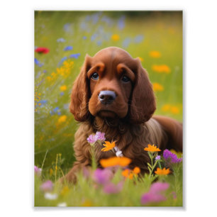 Cocker Spain Photo Print Fototryck