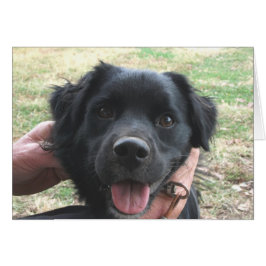 Cocker Spain Poses for Camera Hälsningskort