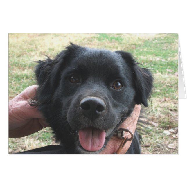 Cocker Spain Poses for Camera Hälsningskort (Framsidan Horizontal)