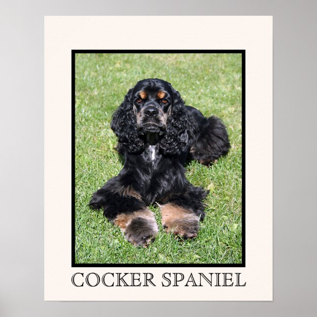 Cocker Spain Print Poster (Framsidan)