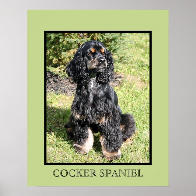 Cocker Spain Print Poster (Framsidan)