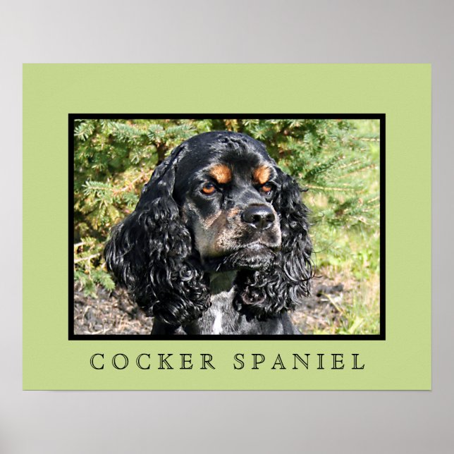 Cocker Spain Print Poster (Framsidan)