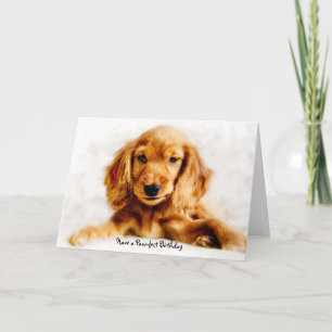 Cocker Spain Puppy Grattis på födelsedagen Card Kort