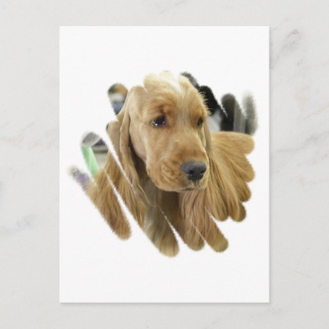 Cocker Spain Puppy Hund Postcard Vykort (Framsida)