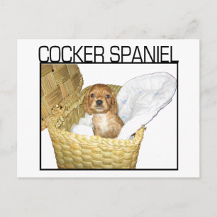 Cocker Spain Puppy! Vykort
