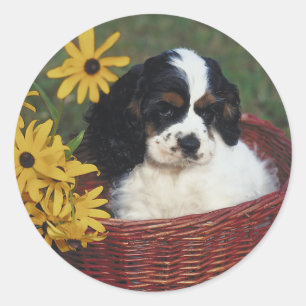 Cocker Spain Stickers Runt Klistermärke