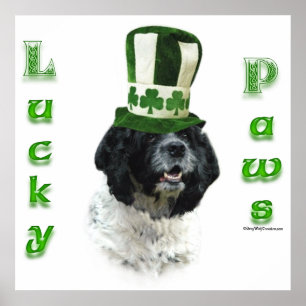 Cocker spanel Lucky Tassar Poster