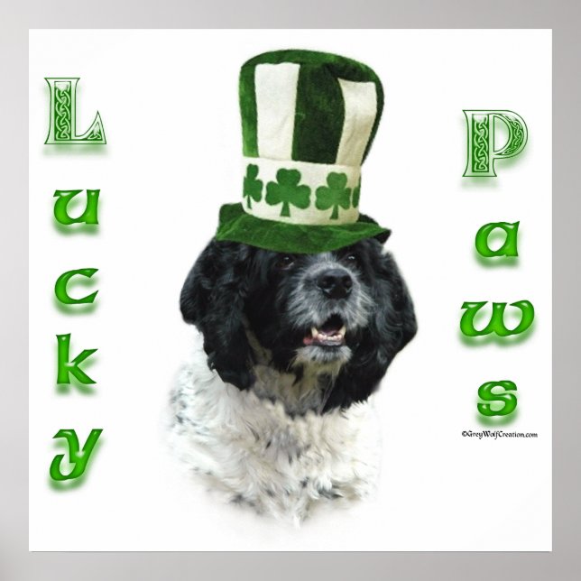 Cocker spanel Lucky Tassar Poster (Framsidan)