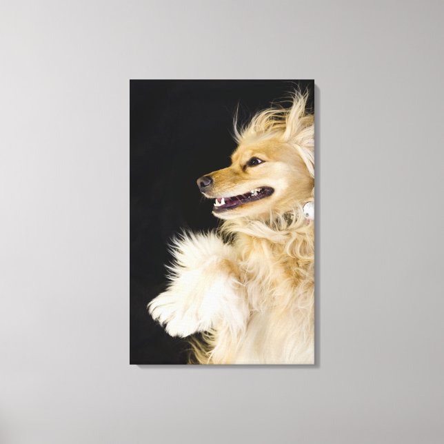 cocker spaniel-blandning på baksidan canvastryck (Framsida)