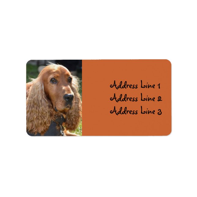 Cocker Spaniel Foto Adressetikett (Framsidan)
