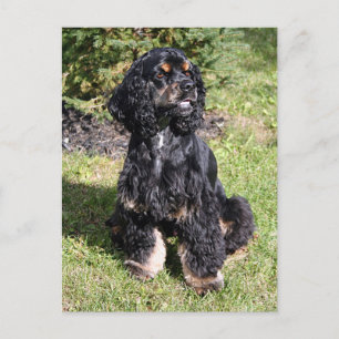 Cocker Spaniel Foto Vykort