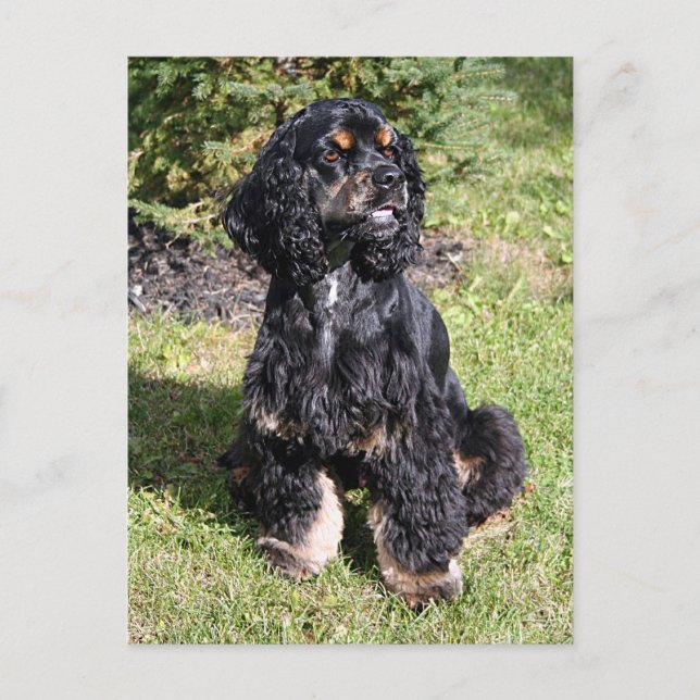 Cocker Spaniel Foto Vykort (Framsida)