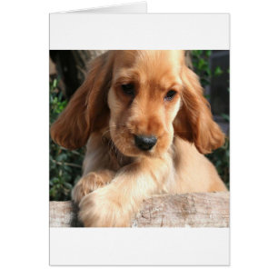 CoCKER SPANiEL Hälsningskort