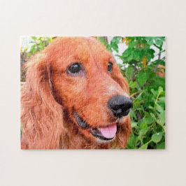 Cocker Spaniel Hund Pussel