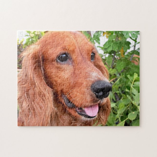 Cocker Spaniel Hund Pussel (Horisontell)