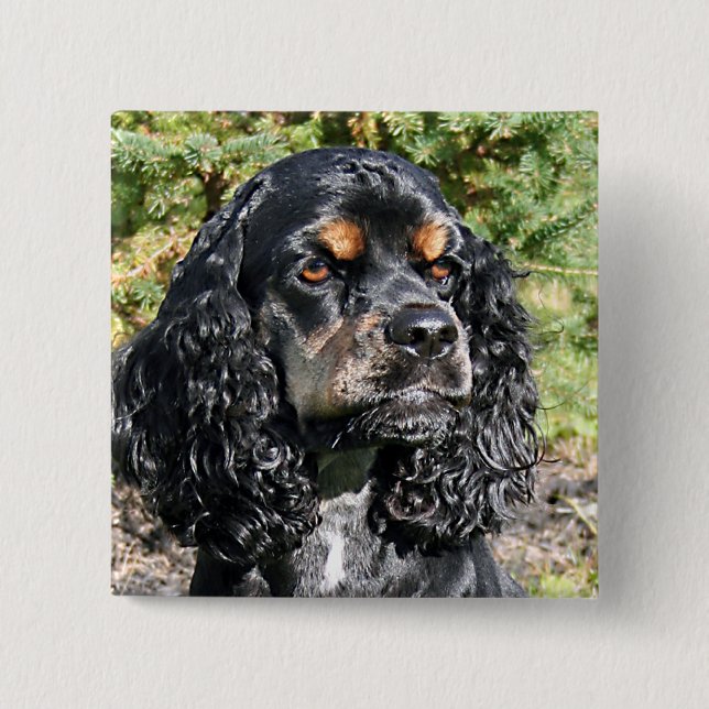 Cocker Spaniel Knapp (Framsida)