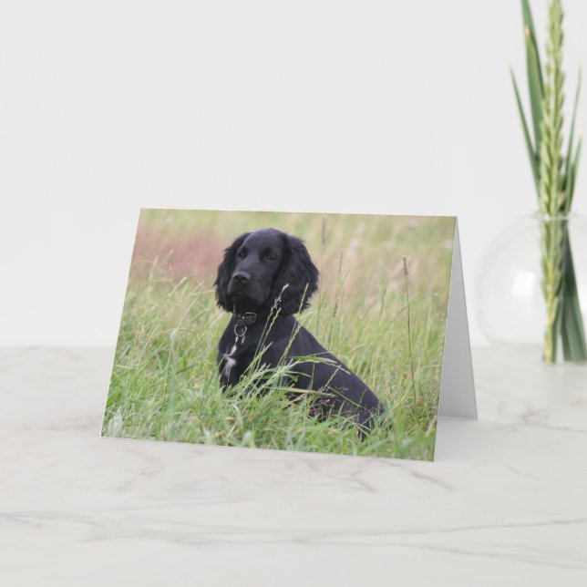Cocker spaniel kort (Framsida)