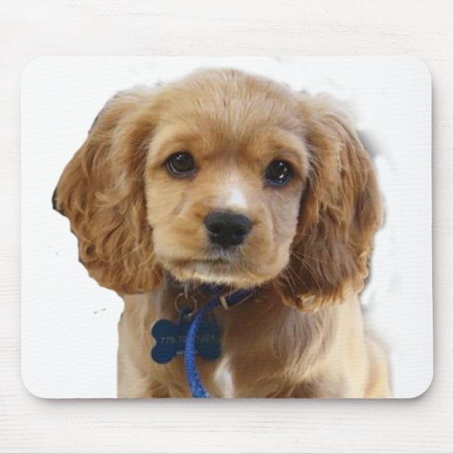 Cocker spaniel musmatta (Framsidan)