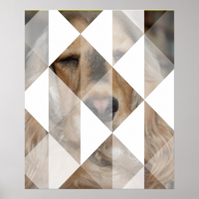 Cocker Spaniel Poster (Framsidan)