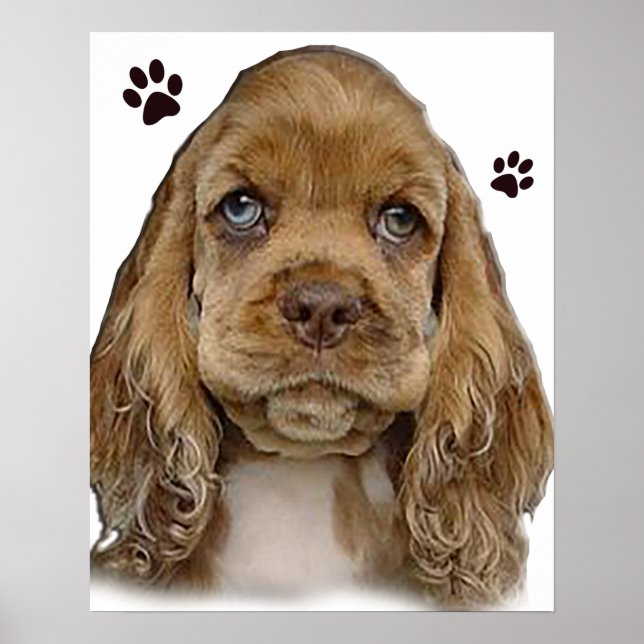 Cocker spaniel poster (Framsidan)
