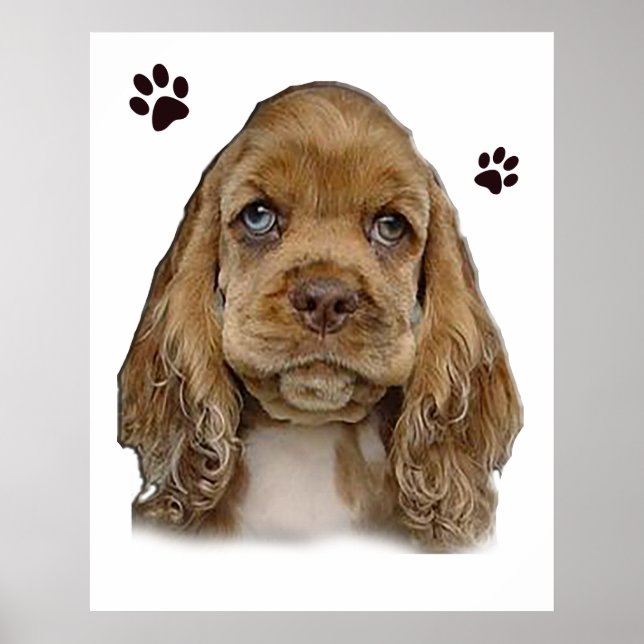 Cocker spaniel puppy poster (Framsidan)