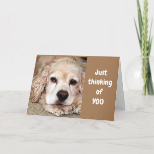 COCKER SPANIEL SÄGER "HA DEN BÄSTA FÖDELSEDAGEN NÅ KORT