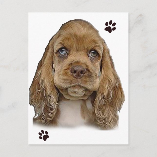 Cocker Spaniel Vykort (Framsida)