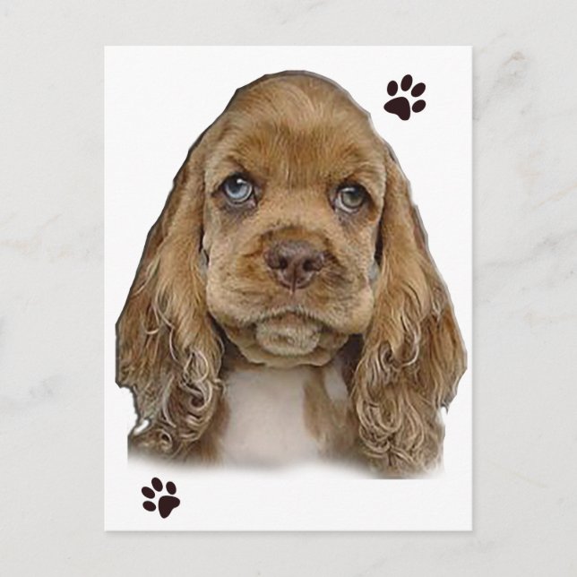 Cocker Spaniel vykort (Framsida)