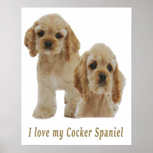 cocker spaniels poster