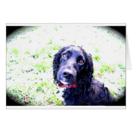 Cocker Spansk Hälsningskort