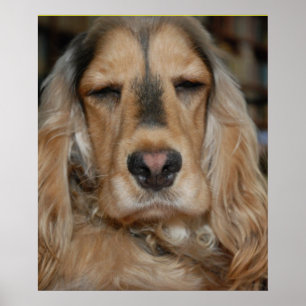 Cocker Spansk Poster
