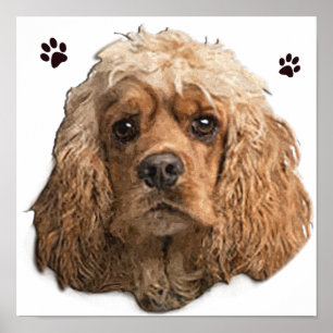 Cocker Spansk Poster
