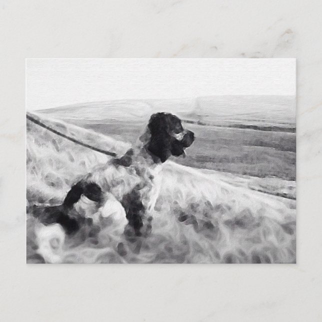 Cocker Spansk Vykort (Framsida)