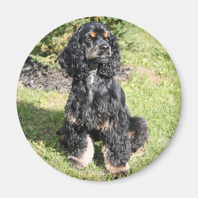 Cocker Spanska foto Magnet (Framsidan)
