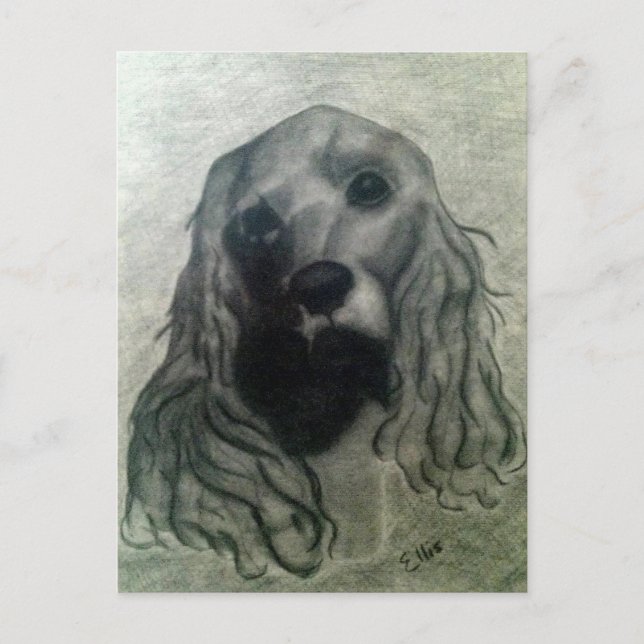 Cocker Teckning, Claire Vykort (Framsida)