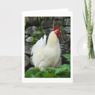 Cockerel på Madeira Helgkort
