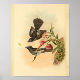 Cockerells Fantail Flycatcher Bird Vintage Skriv u Poster