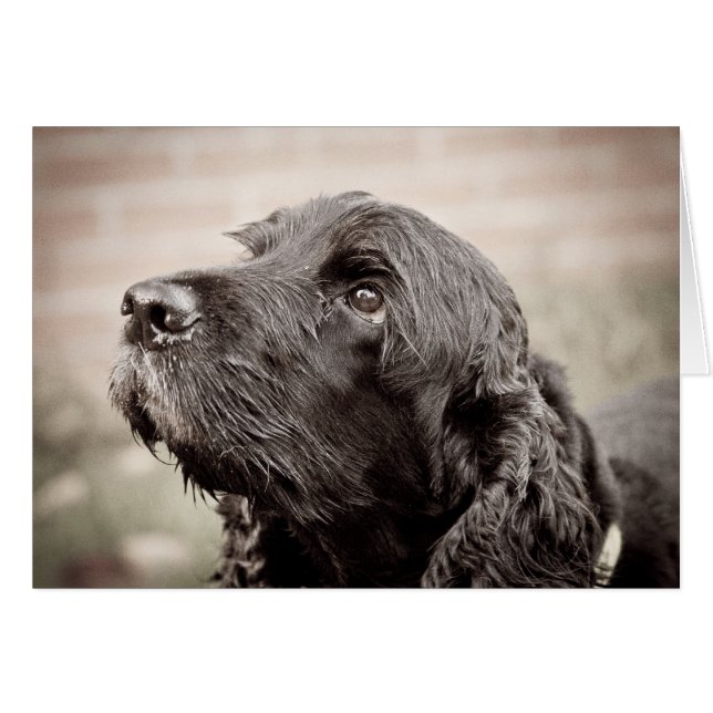 CockerspanielSpaniel Hälsningskort (Framsidan Horizontal)