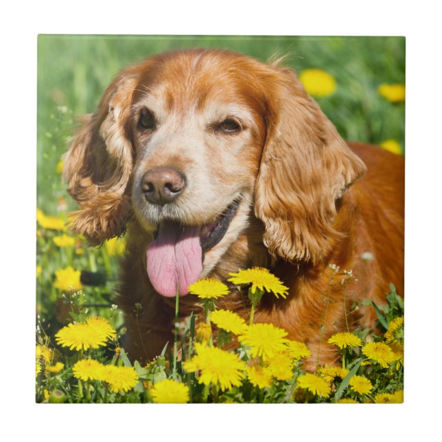 CockerspanielSpaniel i gula blommor Kakelplatta (Framsidan)