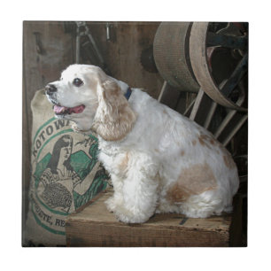 CockerspanielSpaniel Kakelplatta