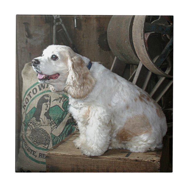 CockerspanielSpaniel Kakelplatta (Framsidan)