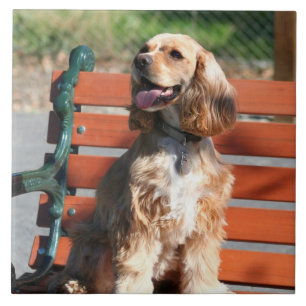 Cockerspanielspaniel Kakelplatta