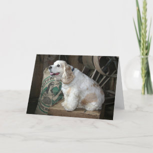 CockerspanielSpaniel Kort