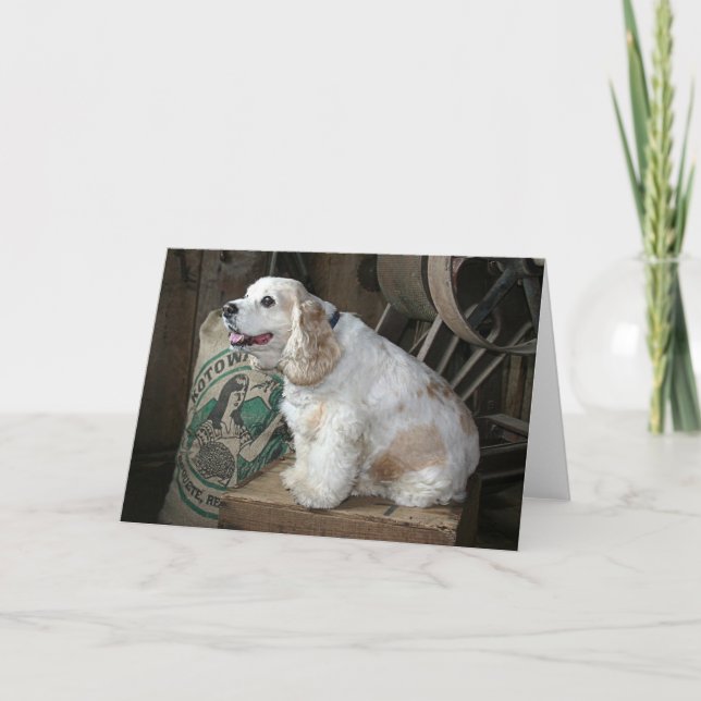 CockerspanielSpaniel Kort (Framsida)