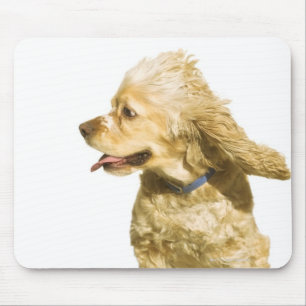 CockerspanielSpaniel Musmatta